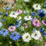 Fleurs - Nigelle de Damas - face recto